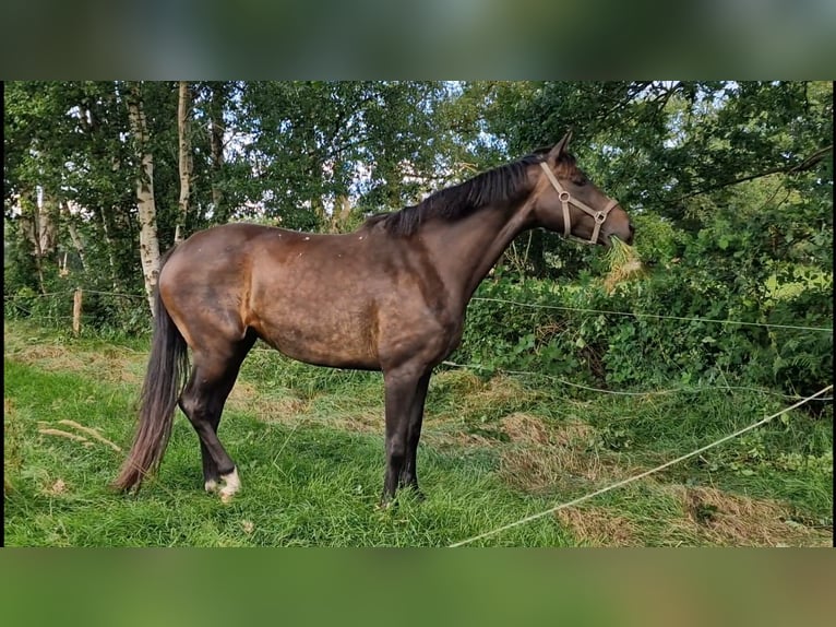 Oldenbourg Jument 10 Ans 172 cm Bai brun foncé in Wittmund