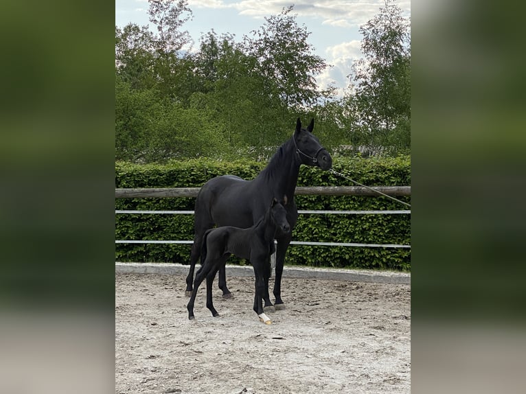 Oldenbourg Jument 10 Ans 172 cm Noir in S&#xF6;hrewald
