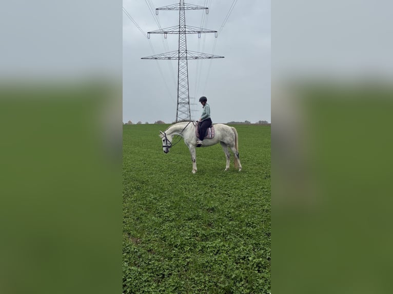 Oldenbourg Jument 10 Ans 173 cm Gris in Aachenaachen