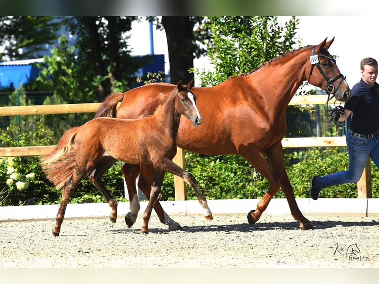 Oldenbourg Jument 10 Ans 175 cm Alezan in BROCKUM