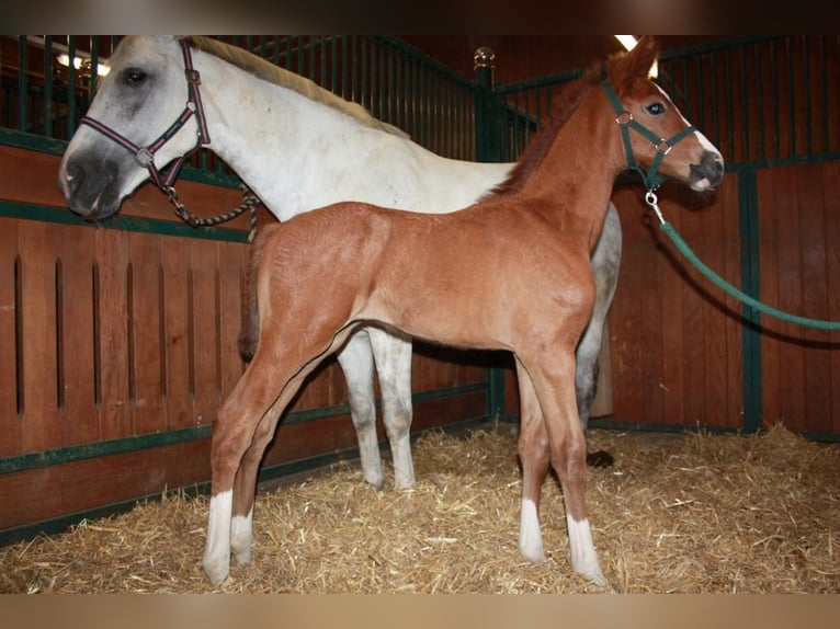 Oldenbourg Jument 10 Ans 175 cm Gris in Weinfelden