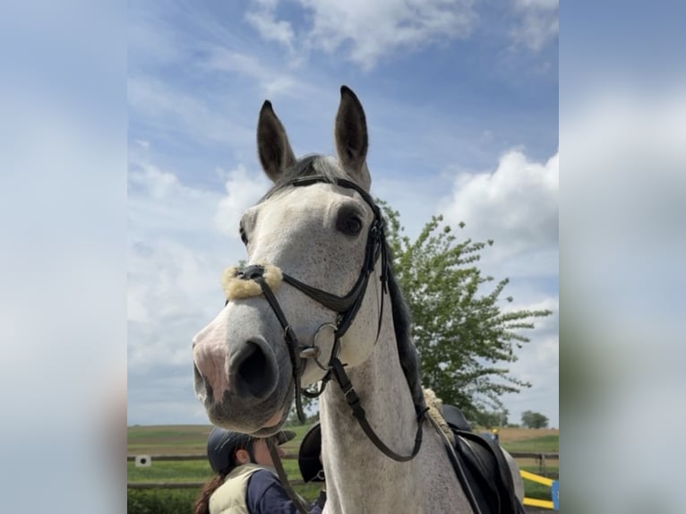 Oldenbourg Jument 10 Ans 175 cm Gris in Schladming