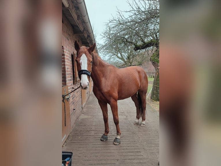 Oldenbourg Jument 10 Ans 177 cm Alezan in Warmsen