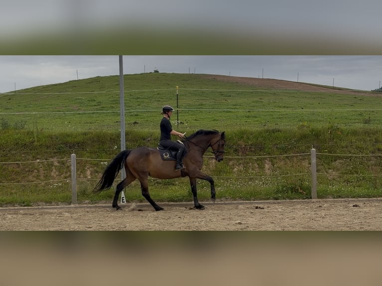 Oldenbourg Jument 10 Ans 178 cm  in Kröpelin