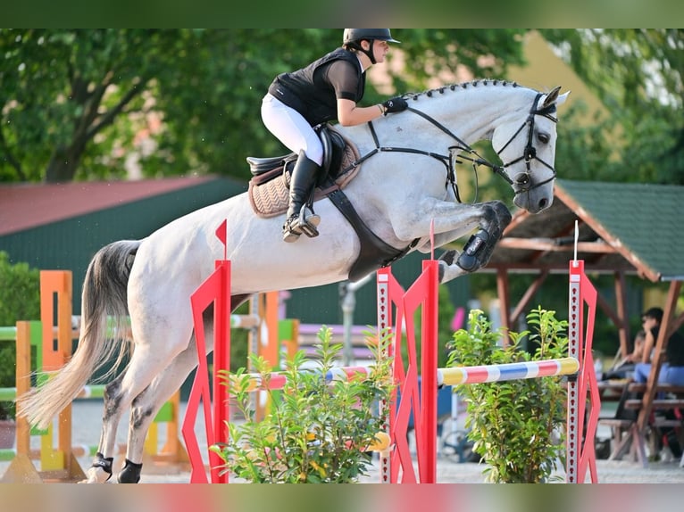 Oldenbourg Jument 10 Ans 178 cm Gris in Békéscsaba