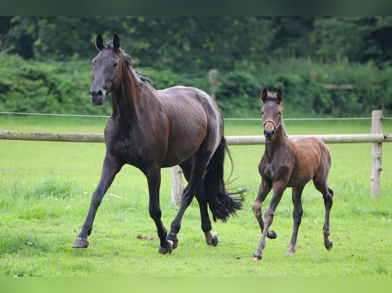 Oldenbourg Jument 10 Ans 181 cm Noir in Rickling