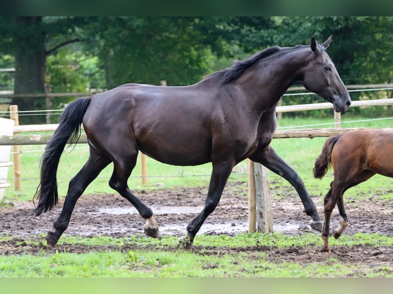 Oldenbourg Jument 10 Ans 181 cm Noir in Rickling