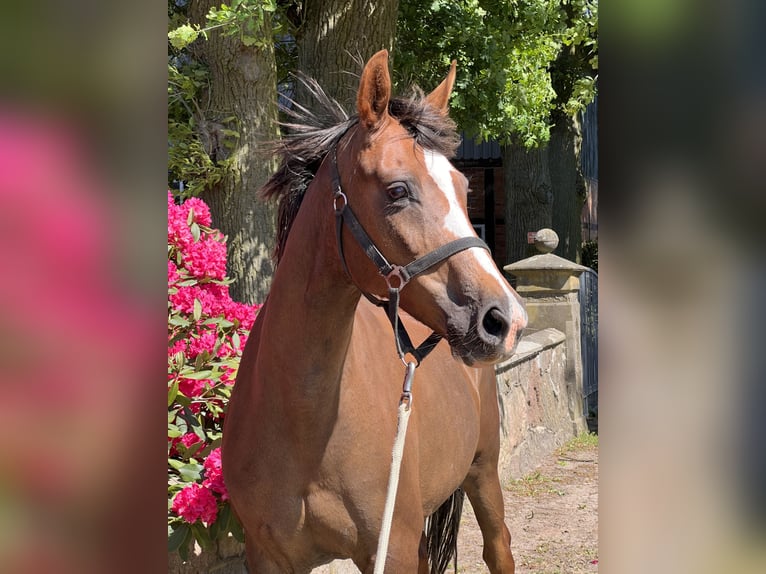 Oldenbourg Jument 10 Ans Alezan brûlé in Dahlenburg