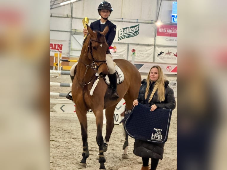 Oldenbourg Jument 10 Ans Bai cerise in Budapest