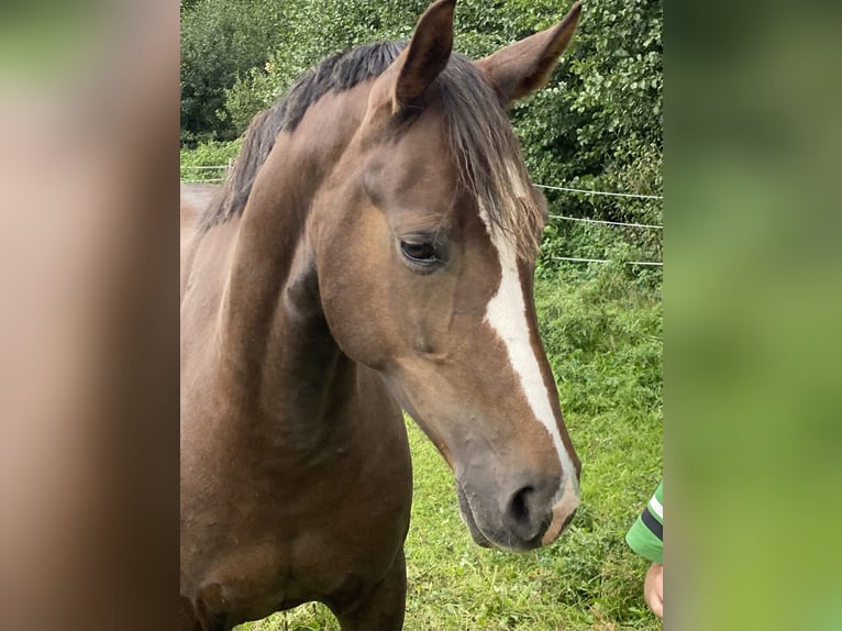 Oldenbourg Jument 11 Ans 158 cm Alezan in LüneburgLüneburg