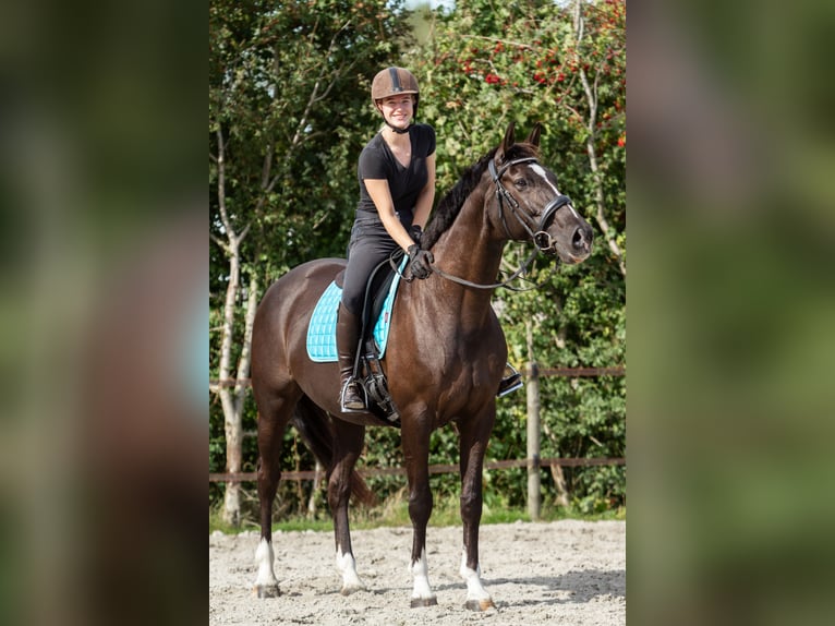 Oldenbourg Croisé Jument 11 Ans 162 cm Bai brun foncé in Boelenslaan