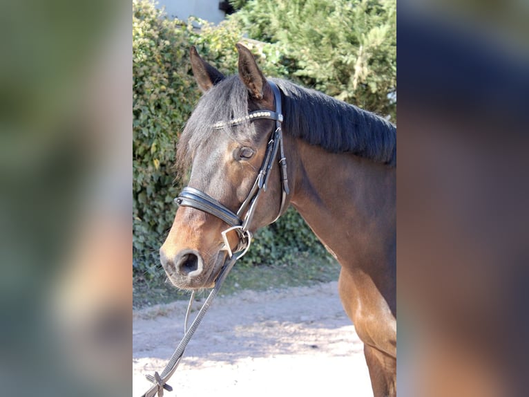 Oldenbourg Jument 11 Ans 162 cm Bai in Sonnefeld