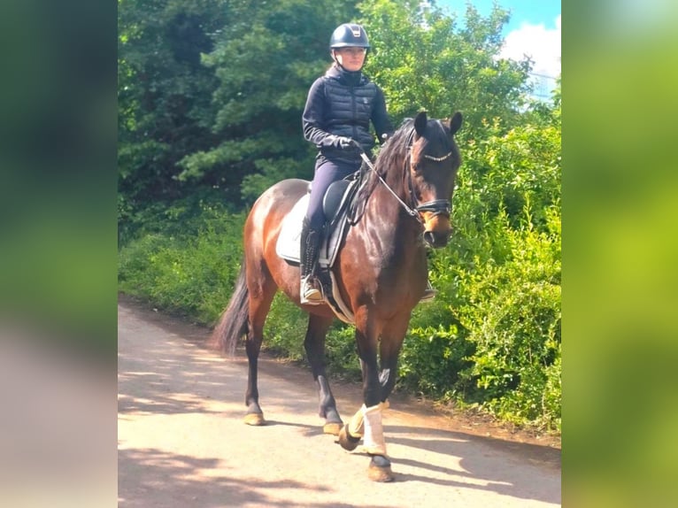 Oldenbourg Jument 11 Ans 163 cm Bai brun in Neuss