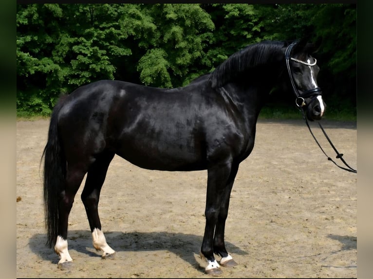 Oldenbourg Jument 11 Ans 163 cm Bai brun in Neuss