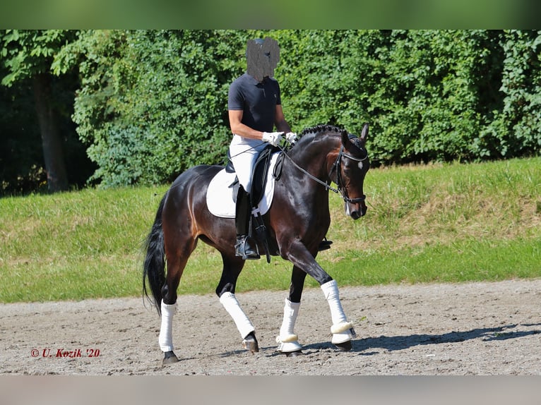 Oldenbourg Jument 11 Ans 163 cm Bai brun foncé in Biblis