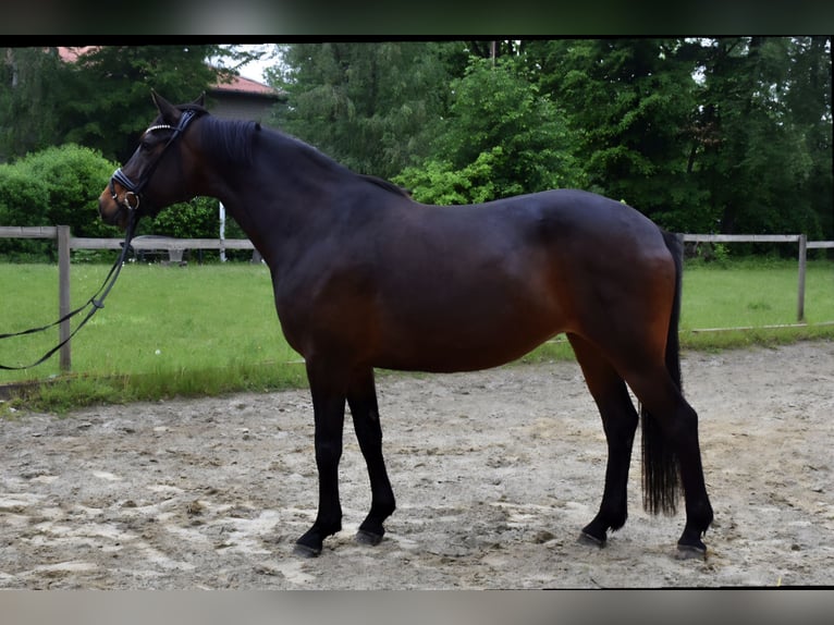 Oldenbourg Jument 11 Ans 163 cm Bai in Neuss