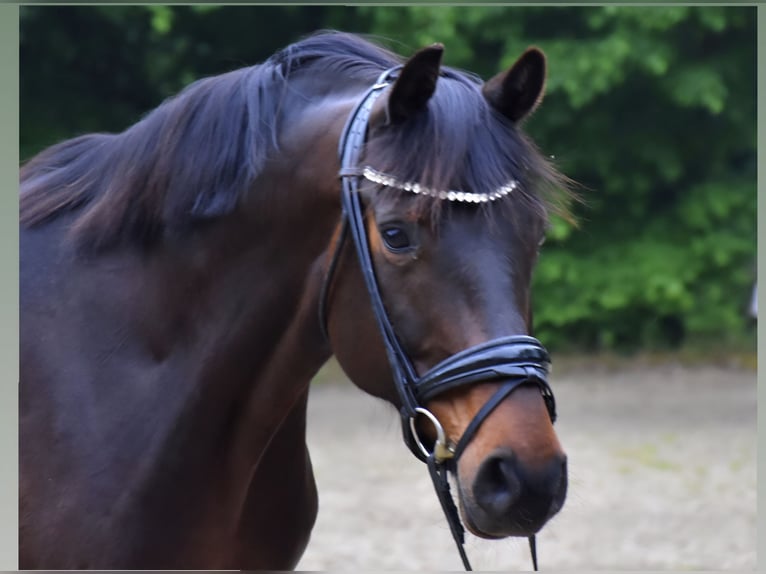 Oldenbourg Jument 11 Ans 163 cm Bai in Neuss