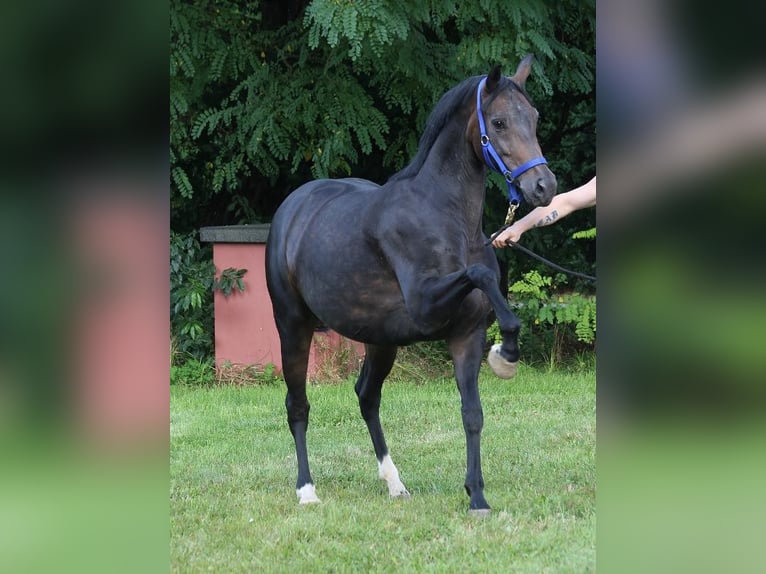 Oldenbourg Jument 11 Ans 164 cm Bai brun in Radeburg