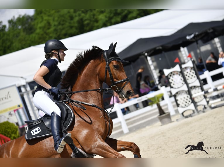 Oldenbourg Jument 11 Ans 165 cm Alezan brûlé in Pähl