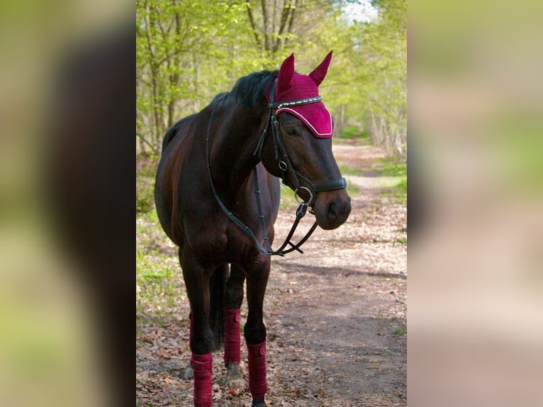 Oldenbourg Jument 11 Ans 165 cm Bai brun in Wiesental