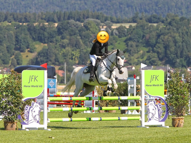 Oldenbourg Jument 11 Ans 165 cm Gris in Münsingen