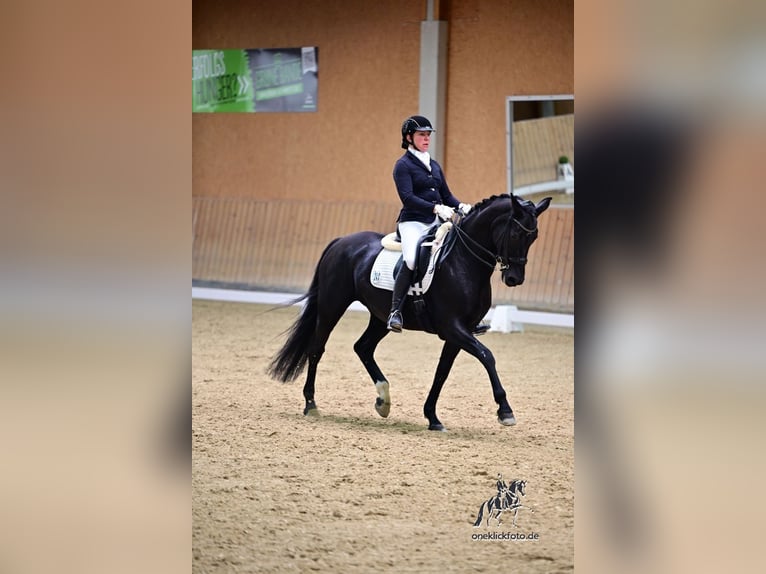 Oldenbourg Jument 11 Ans 166 cm Noir in Arnstein