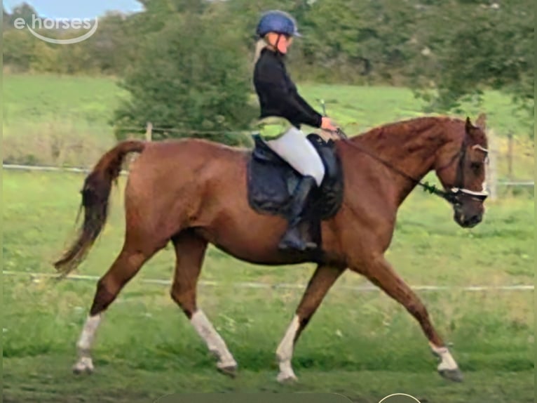 Oldenbourg Jument 11 Ans 167 cm Alezan in Drachhausen