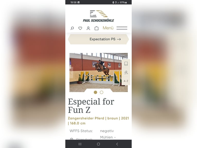 Oldenbourg Jument 11 Ans 167 cm Bai brun in Garrel