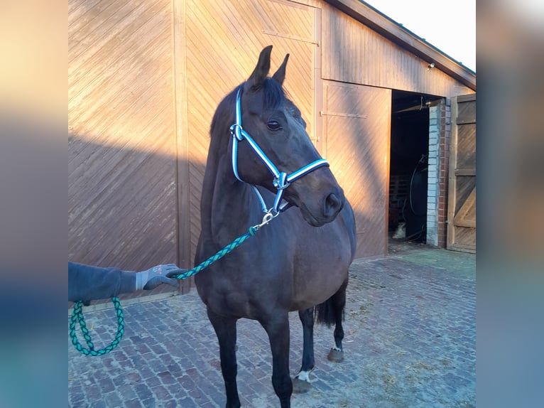 Oldenbourg Jument 11 Ans 167 cm Bai brun in Garrel