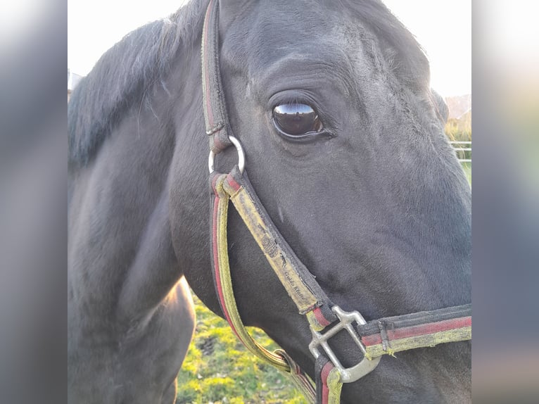 Oldenbourg Jument 11 Ans 167 cm Bai brun in Garrel