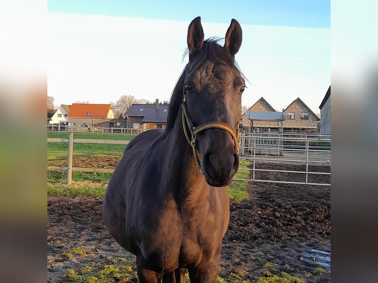 Oldenbourg Jument 11 Ans 167 cm Bai brun in Garrel