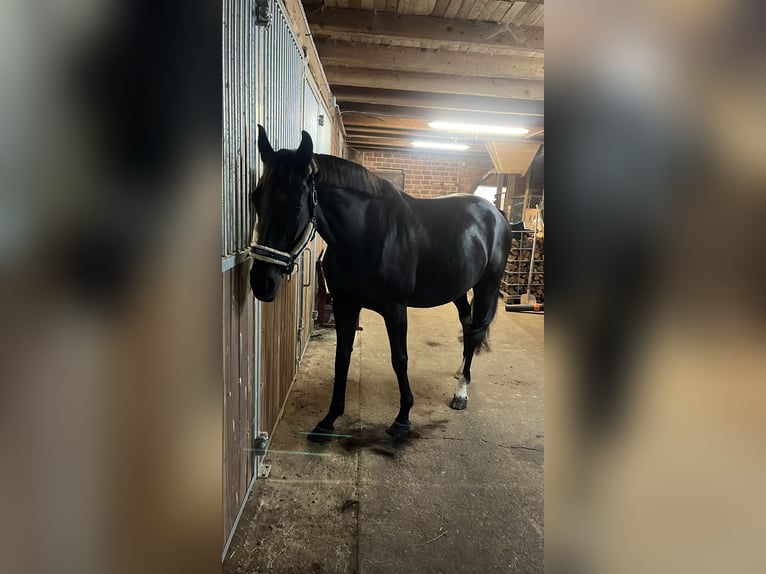 Oldenbourg Jument 11 Ans 167 cm Bai brun foncé in Löningen