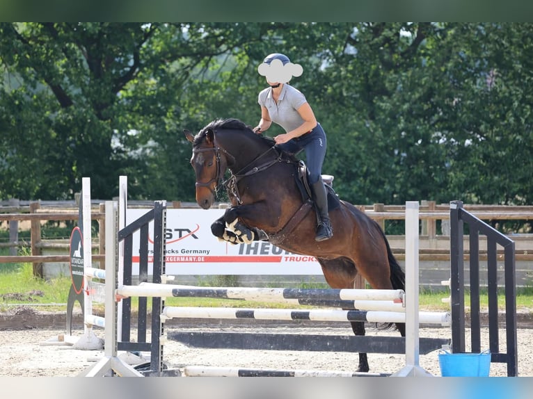Oldenbourg Jument 11 Ans 167 cm Bai in Tremsbüttel