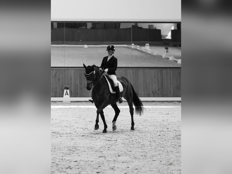 Oldenbourg Jument 11 Ans 168 cm Bai brun in Großbeeren