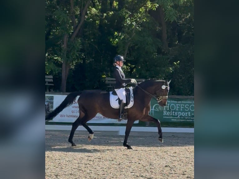 Oldenbourg Jument 11 Ans 168 cm Bai brun in Großbeeren