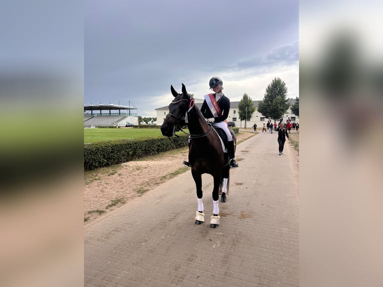 Oldenbourg Jument 11 Ans 168 cm Bai brun in Großbeeren
