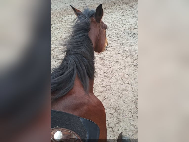 Oldenbourg Jument 11 Ans 168 cm Bai in Wedemark