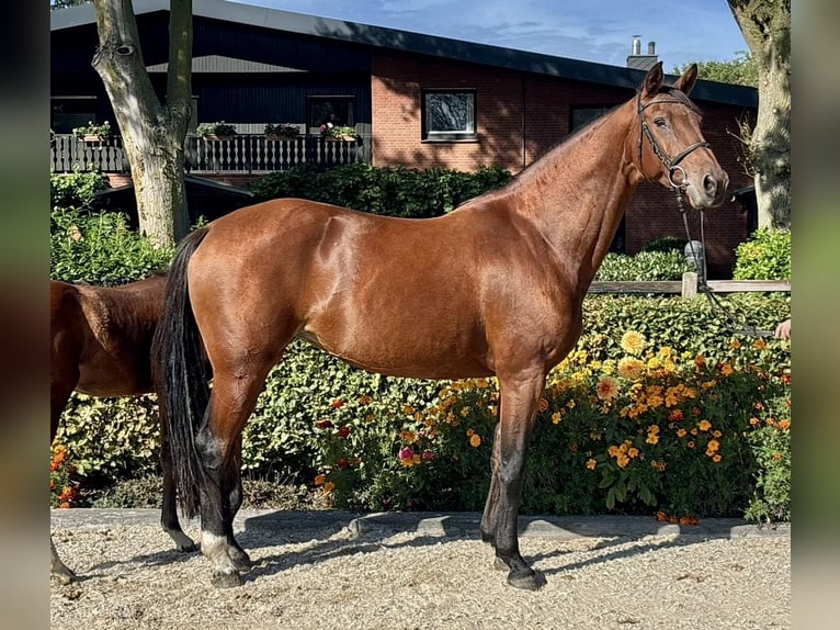 Oldenbourg Jument 11 Ans 168 cm Bai in Löningen