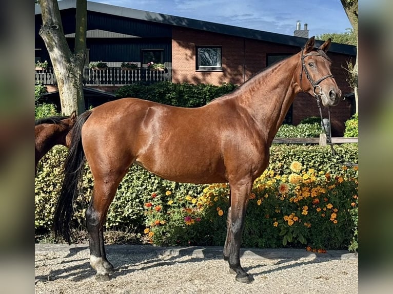 Oldenbourg Jument 11 Ans 168 cm Bai in Löningen