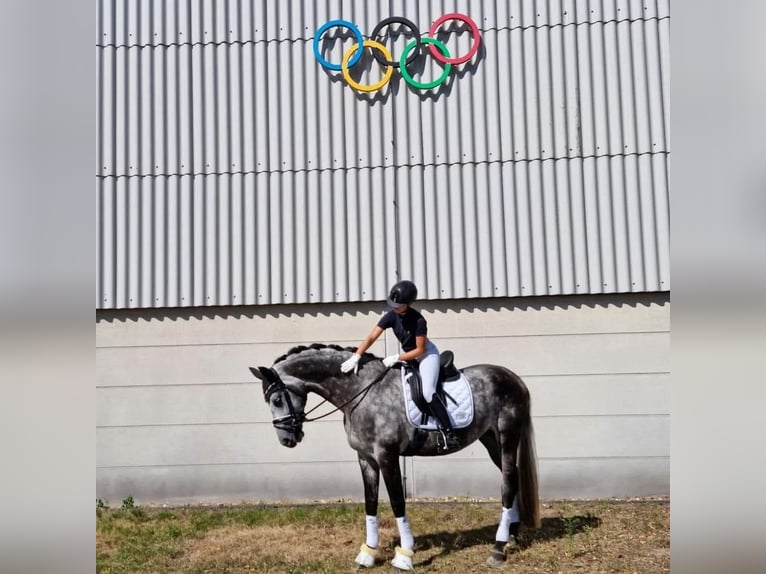 Oldenbourg Jument 11 Ans 168 cm Gris in Wolfsbach