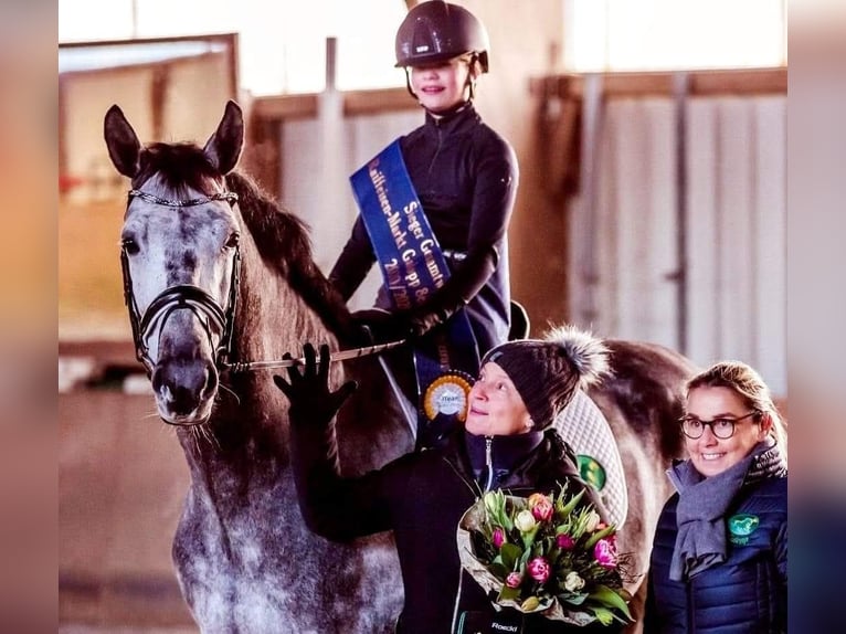 Oldenbourg Jument 11 Ans 168 cm Gris in Wolfsbach