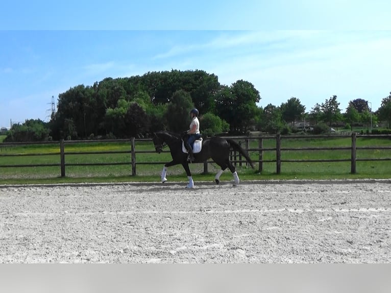 Oldenbourg Jument 11 Ans 169 cm Bai brun in Mönchengladbach