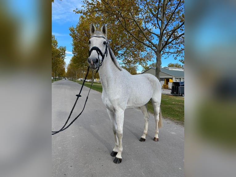 Oldenbourg Jument 11 Ans 169 cm Gris in Mansuè