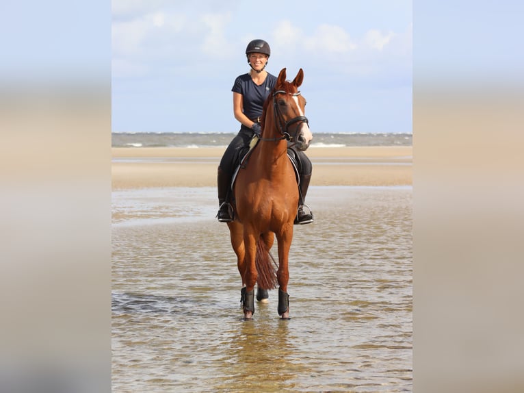 Oldenbourg Jument 11 Ans 170 cm Alezan in Ibbenbüren