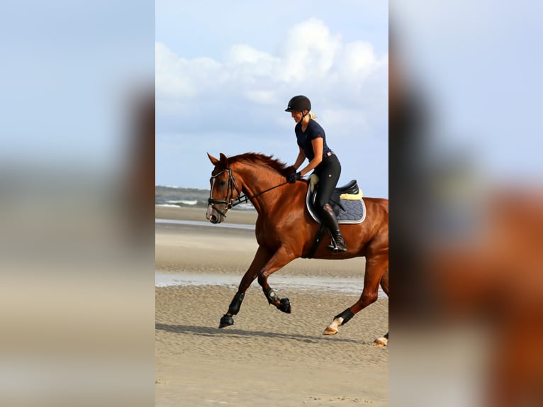 Oldenbourg Jument 11 Ans 170 cm Alezan in Ibbenbüren