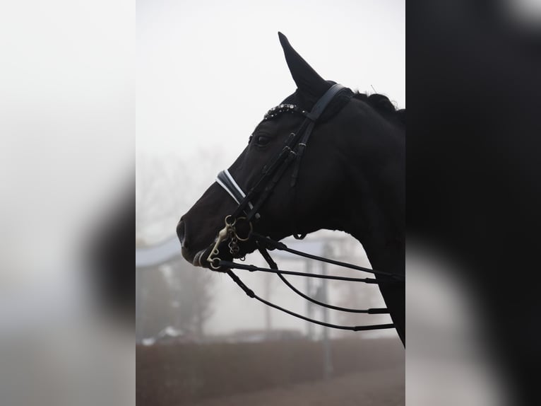 Oldenbourg Jument 11 Ans 170 cm Noir in Bonn