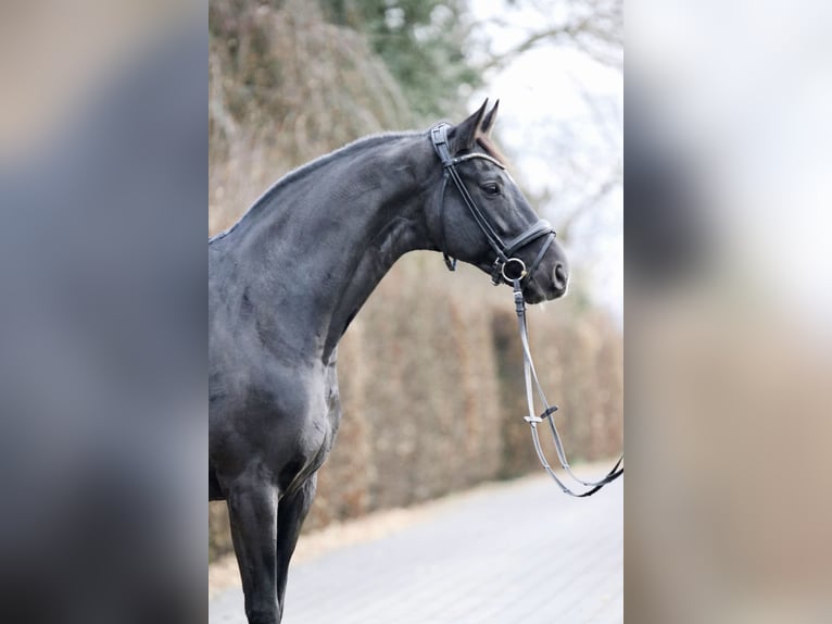 Oldenbourg Jument 11 Ans 170 cm Noir in Bonn