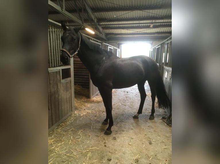 Oldenbourg Jument 11 Ans 170 cm Noir in Anzeling