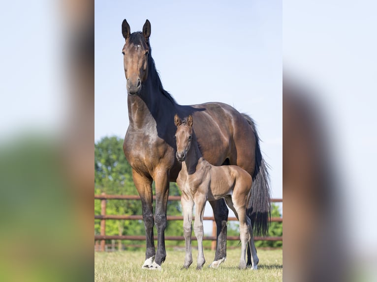 Oldenbourg Jument 11 Ans 172 cm Bai brun foncé in Werder