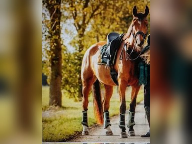 Oldenbourg Jument 11 Ans 172 cm Bai in Wanfried